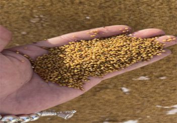 蒙古國(guó)的菜籽